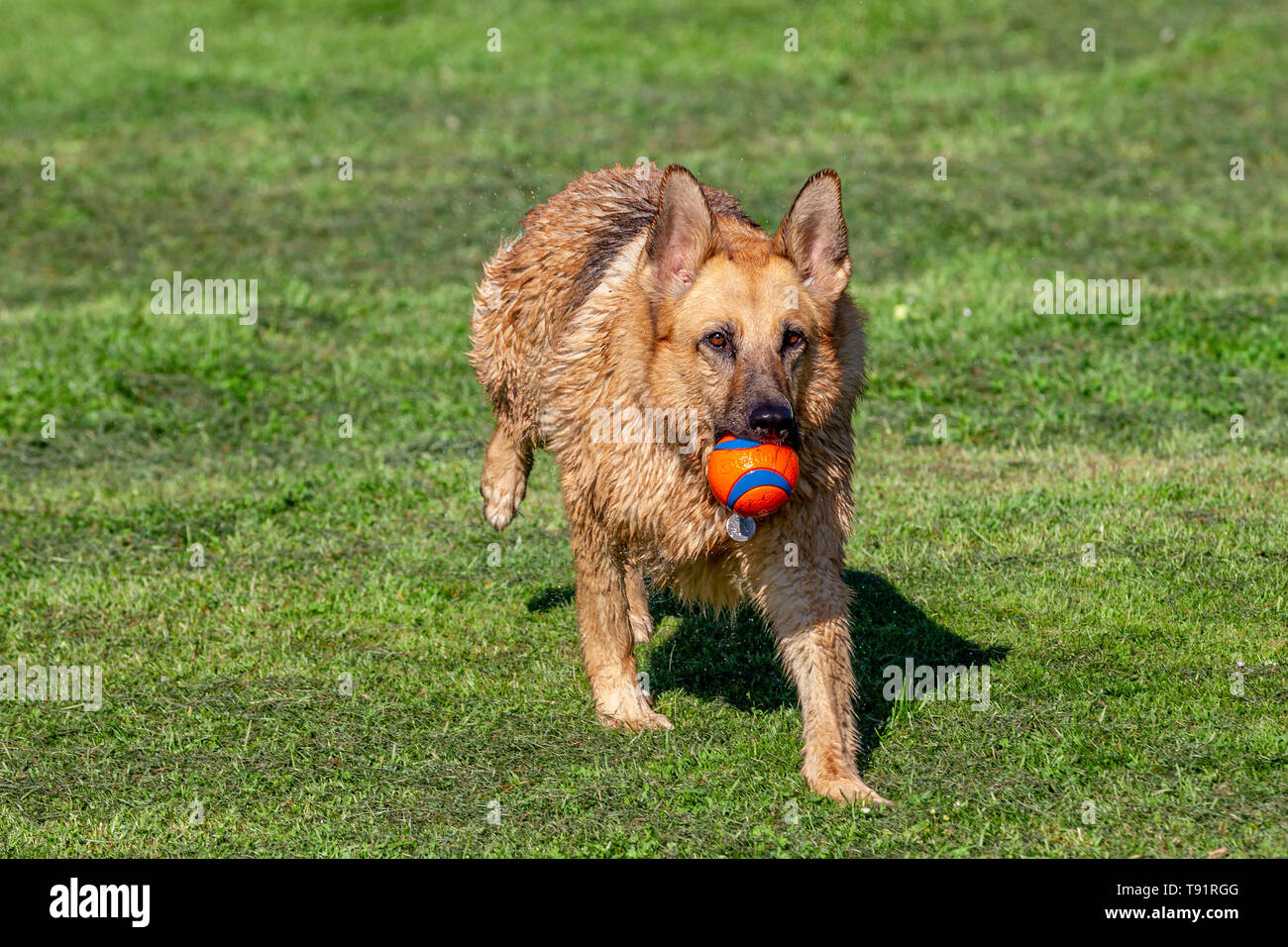 Weather. Northampton, UK. 16th May, 2019. A German Shepard dog having fun on it's morning walk in Abington park on a bright warm sunny morning. Credit: Keith J Smith./Alamy Live News Stock Photo
