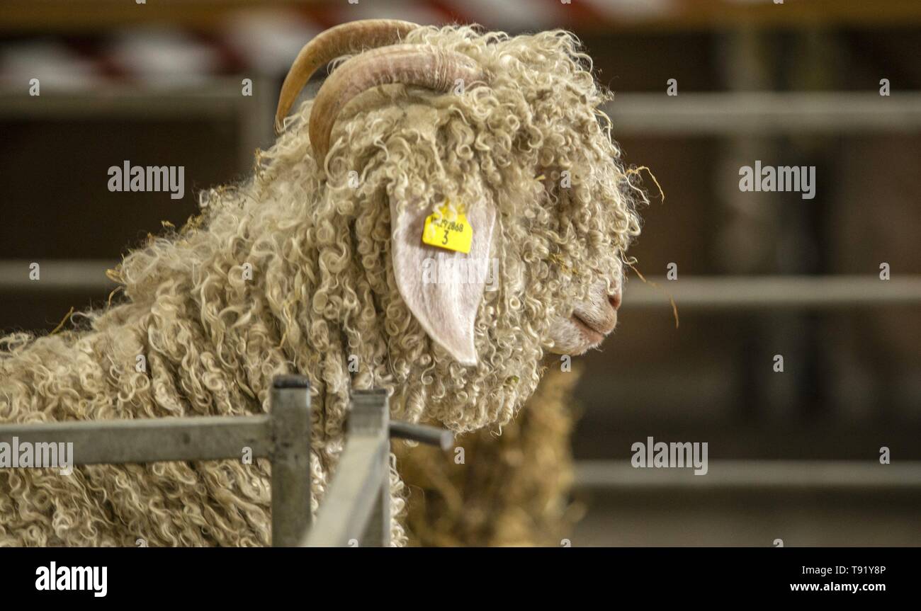 Exeter, Devon, UK. 16th May 2019 An Angora goat looks out of his pen at the Devon County Show, Westpoint Showground, Exeter Credit: Photo Central/Alamy Live News Stock Photo