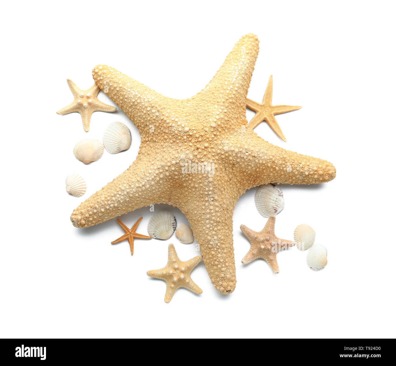 Set of sea shells and starfish on white background Stock Photo - Alamy
