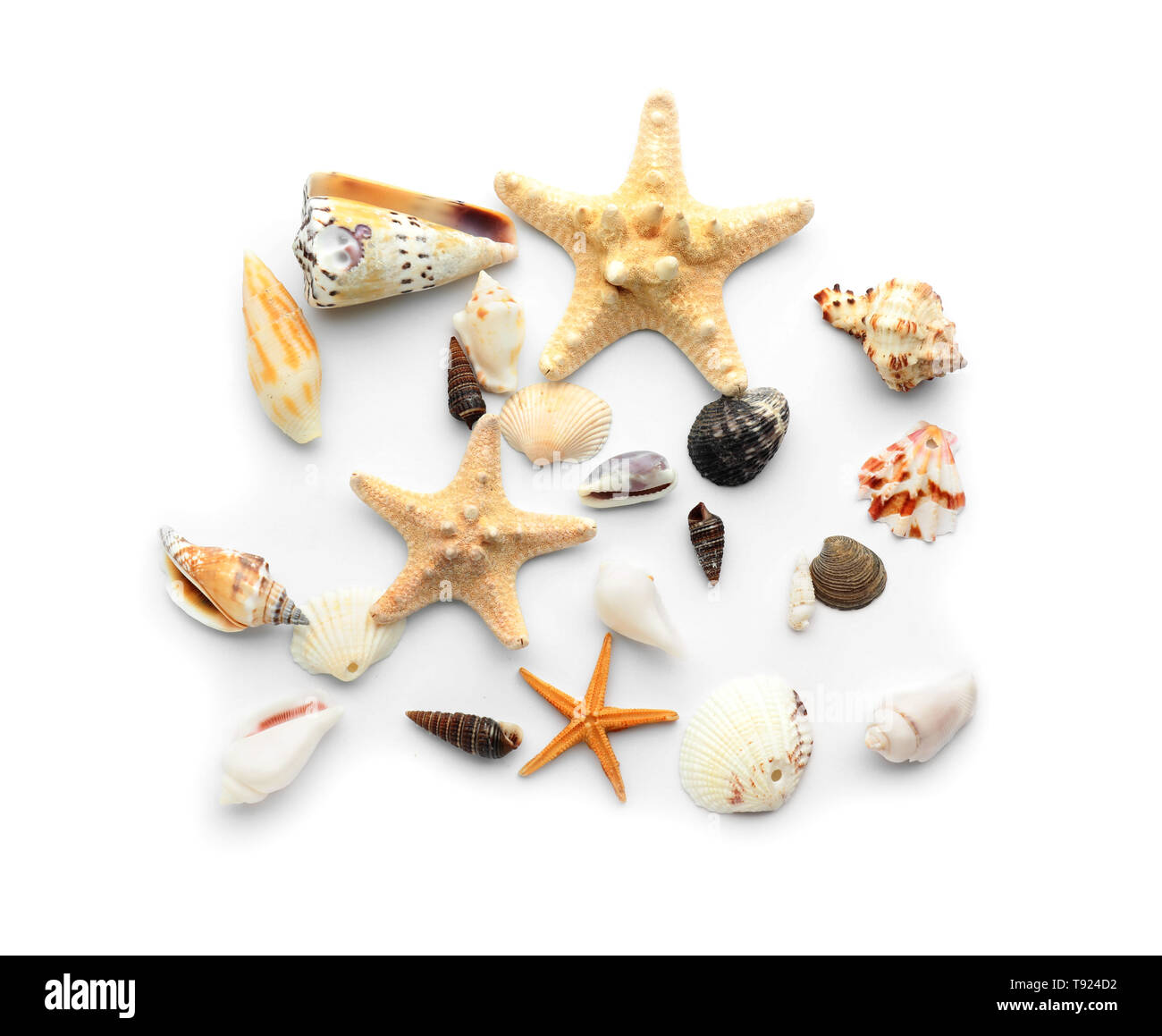 Set of sea shells and starfish on white background Stock Photo - Alamy
