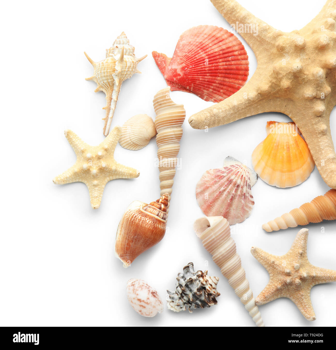 Set of sea shells and starfish on white background Stock Photo - Alamy