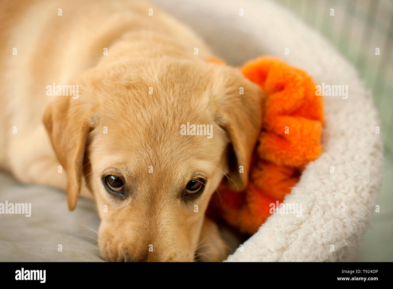 Dog looks up to the camera it lies in its bed. Stock Photo