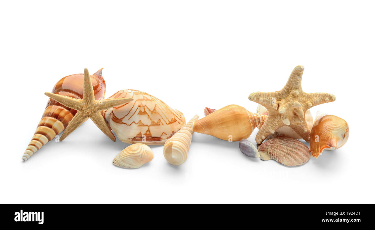 Set of sea shells and starfish on white background Stock Photo - Alamy