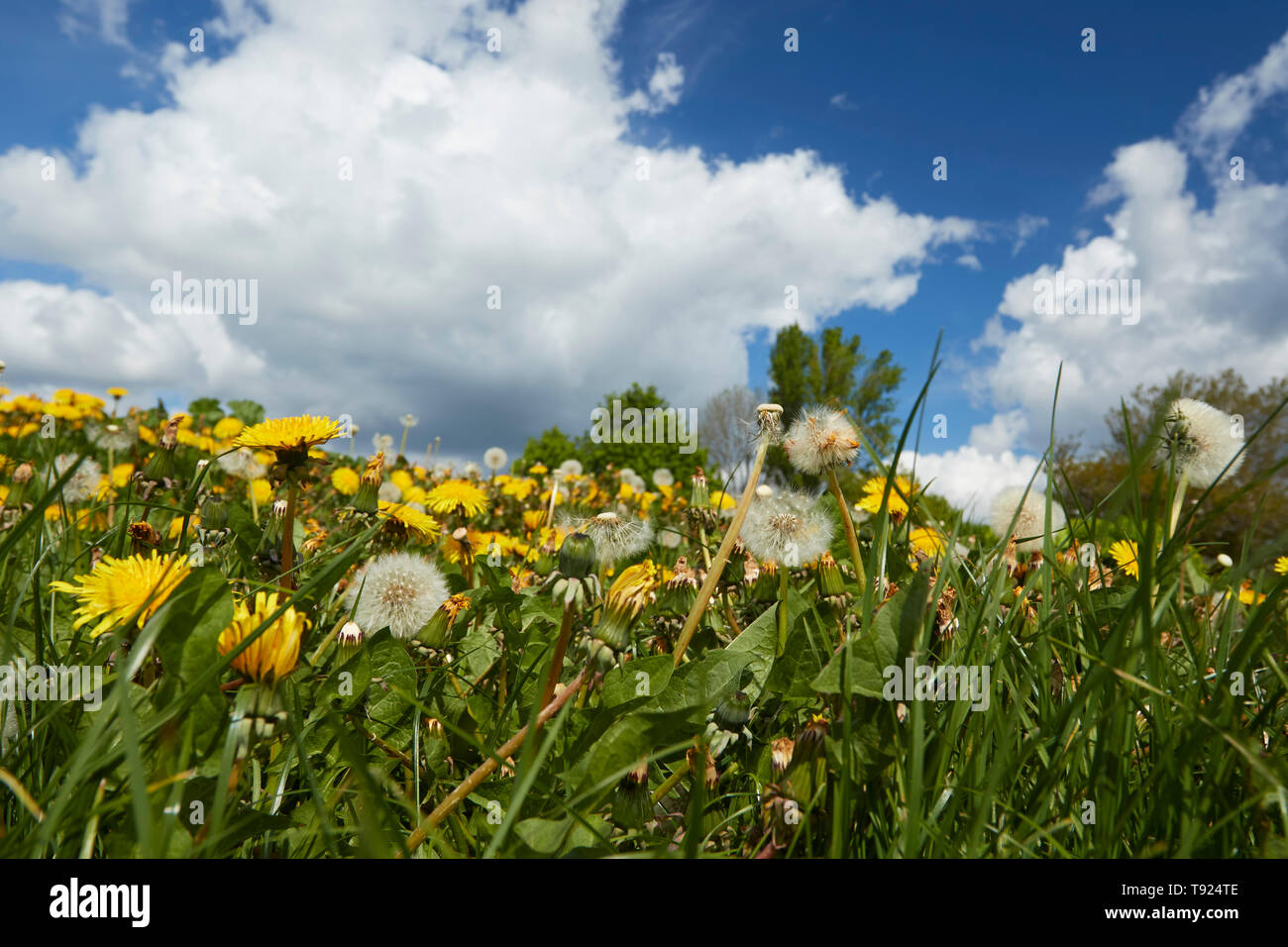 Dandelions from a very low angle up into a blue sky with white clouds, natural plant portraits Stock Photo