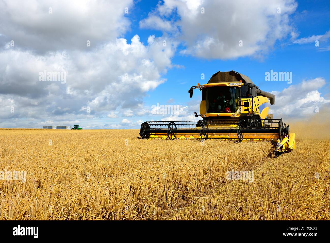 Combine harvester in cornfield harvests Barley (Hordeum vulgare), blue sky with cumulus clouds, tractor with trailers on the horizon, Saalekreis Stock Photo