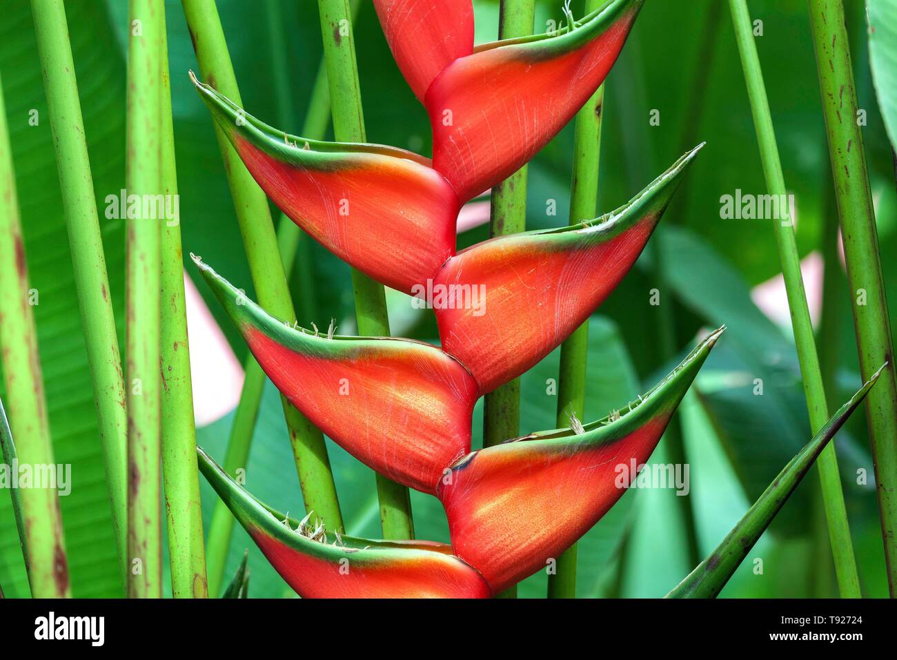 Red flower of Heliconia (Heliconia wagneriana), Costa Rica Stock Photo
