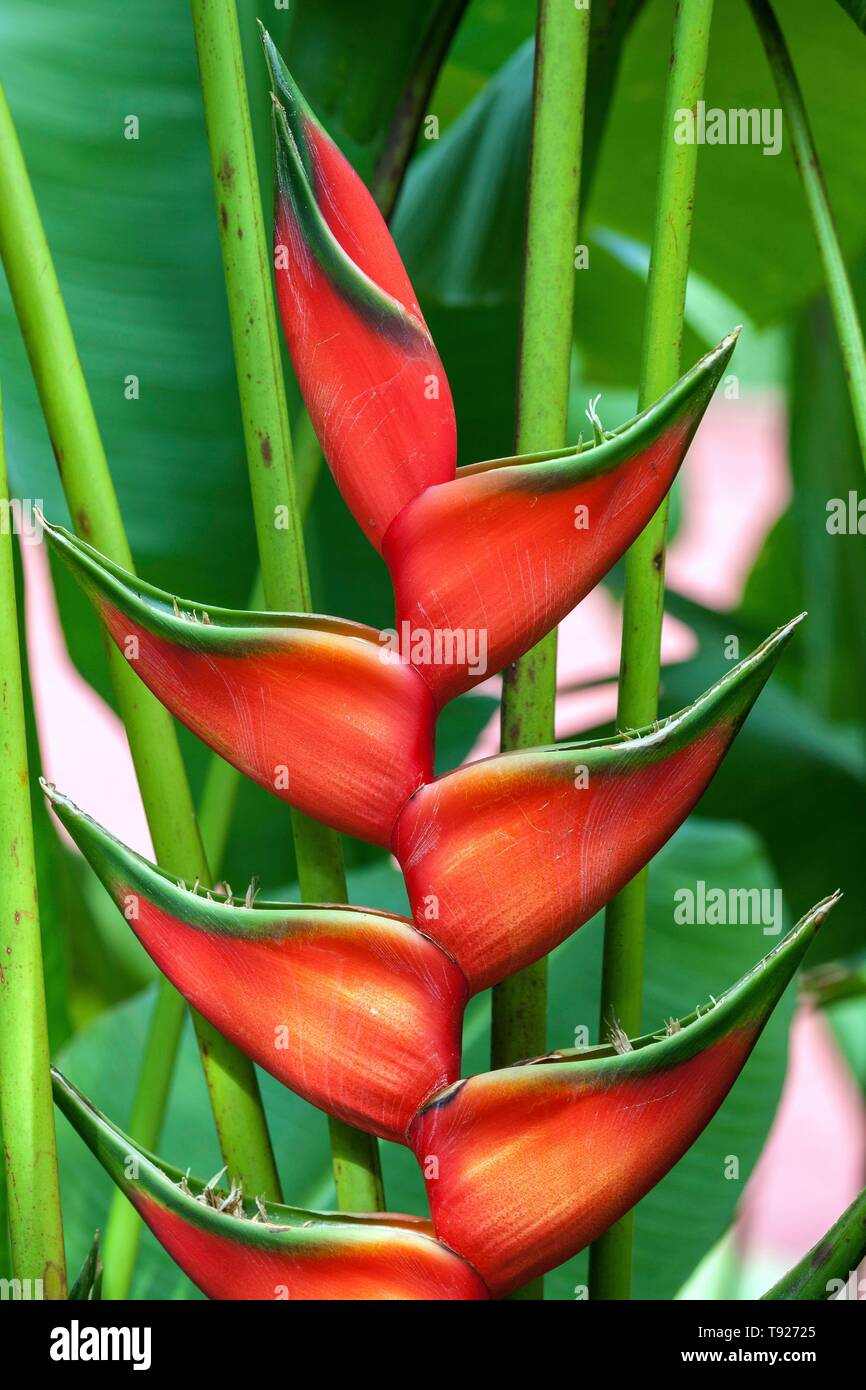 Heliconia wagneriana `Rainbow`