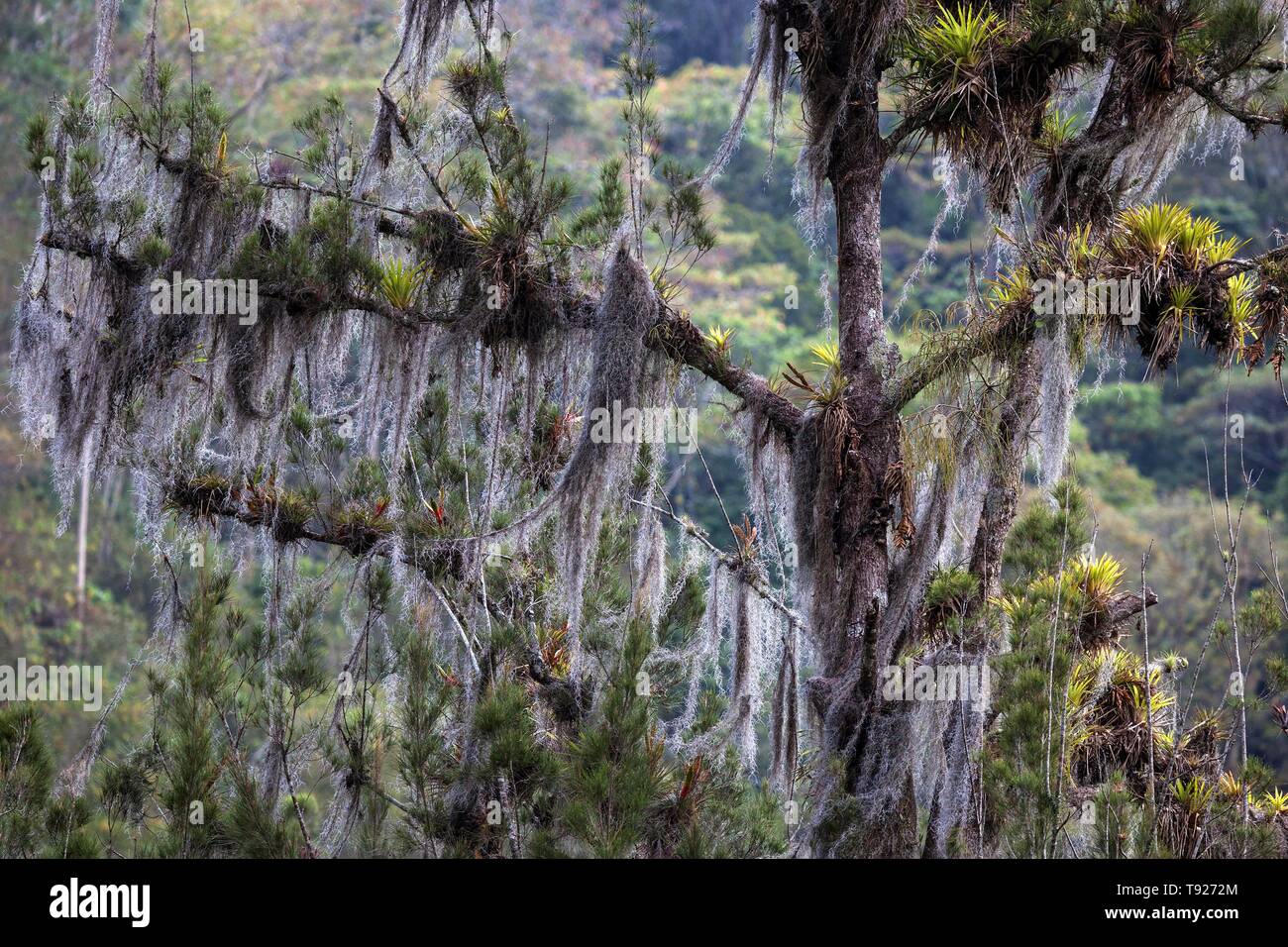 Tree densely overgrown with Old Man's Beards (Usnea), Orosi Valley, Cartago Province, Costa Rica Stock Photo