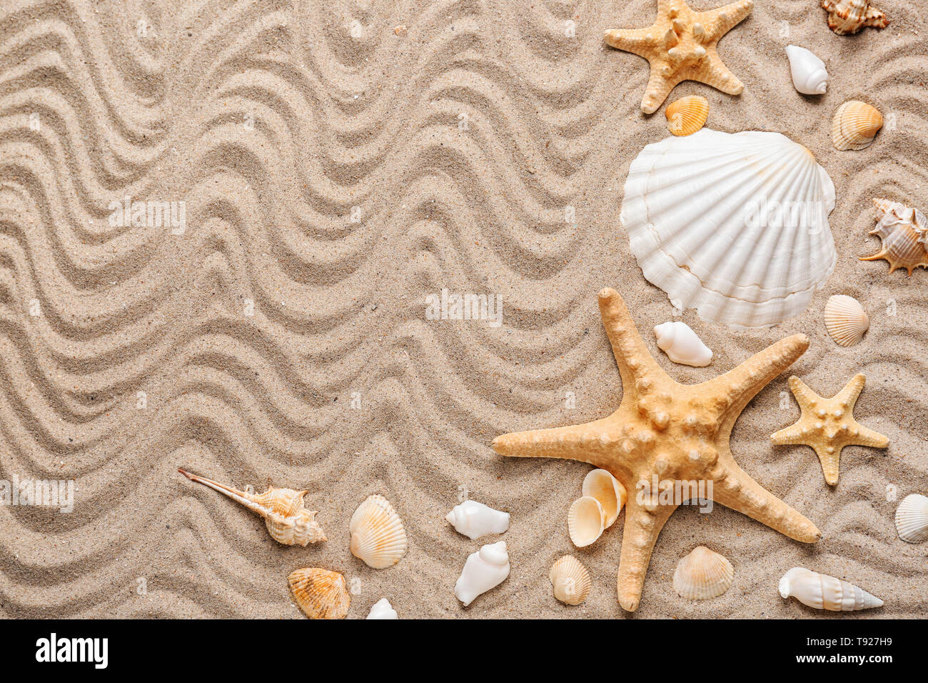 Composition with different sea shells and starfishes on sand Stock ...