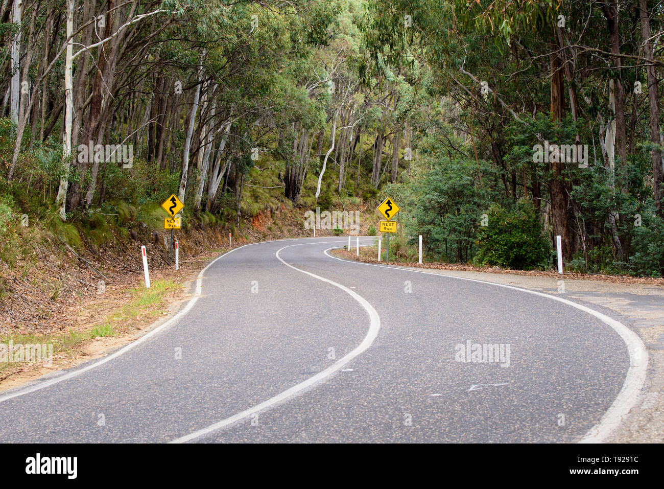 Winding road through the forest in Victoria Australia Stock Photo