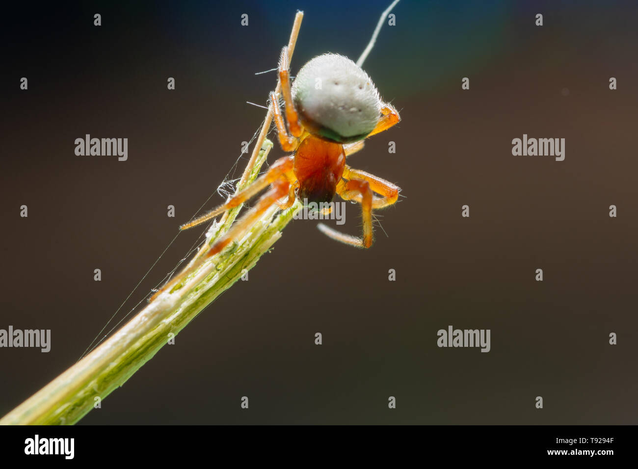 Macro Spider on a green background foliage Stock Photo - Alamy