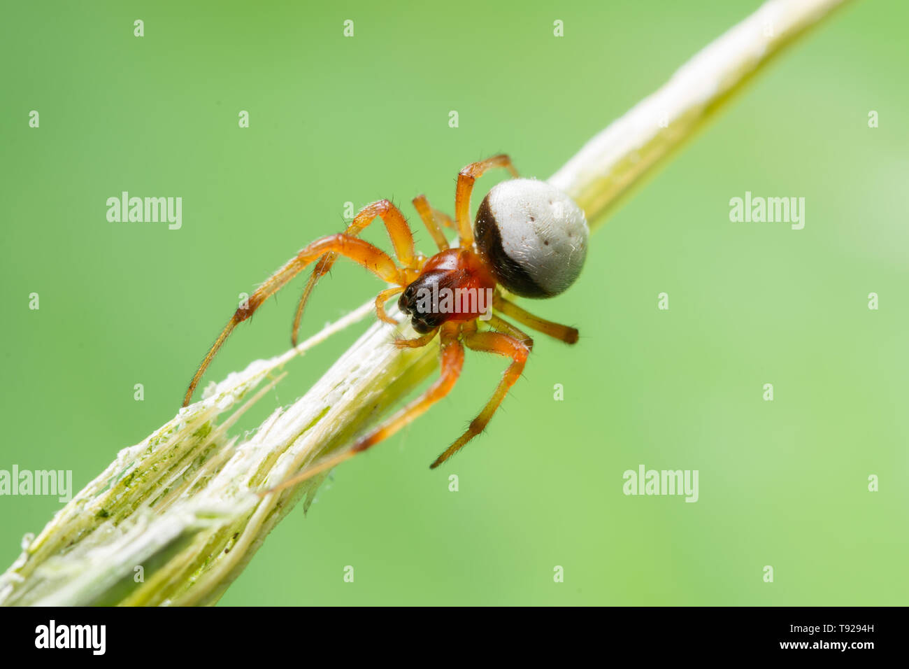 Macro Spider on a green background foliage Stock Photo - Alamy