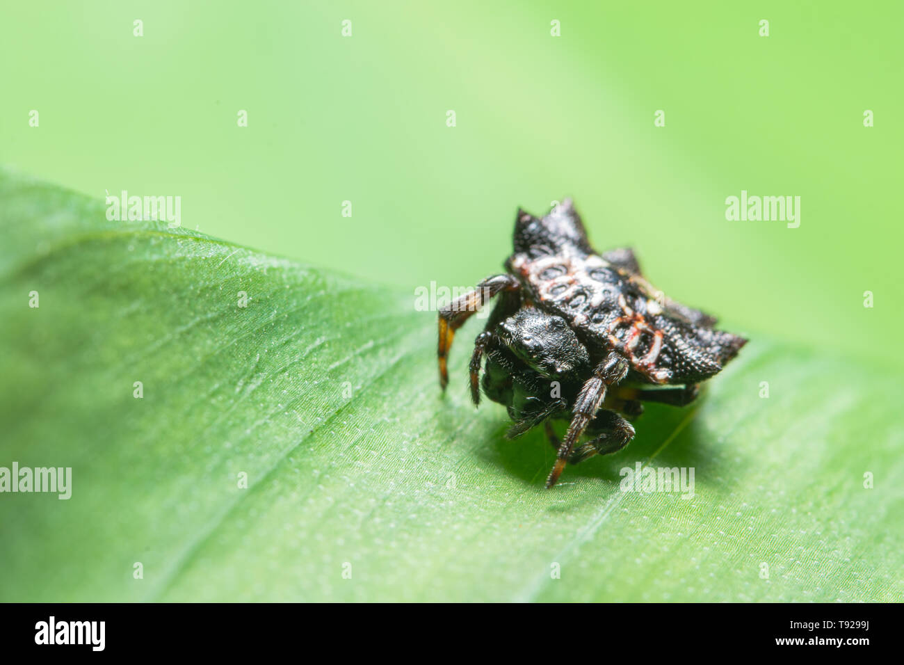 Macro Spider on a green background foliage Stock Photo - Alamy
