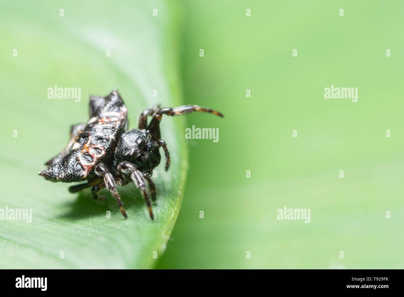Macro Spider on a green background foliage Stock Photo - Alamy