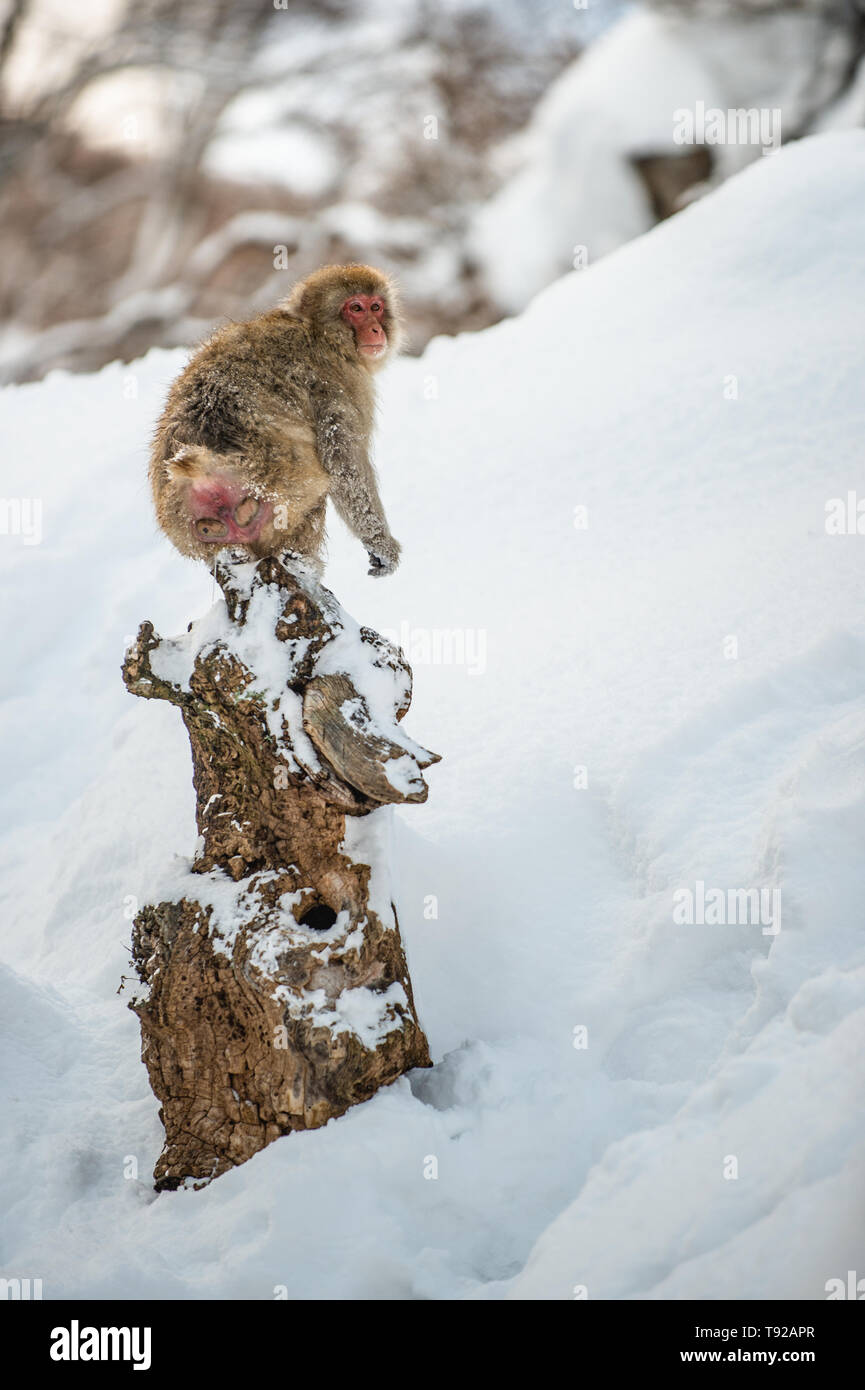 Japanese Macaque sitting on a snag. Scientific name Macaca fuscata