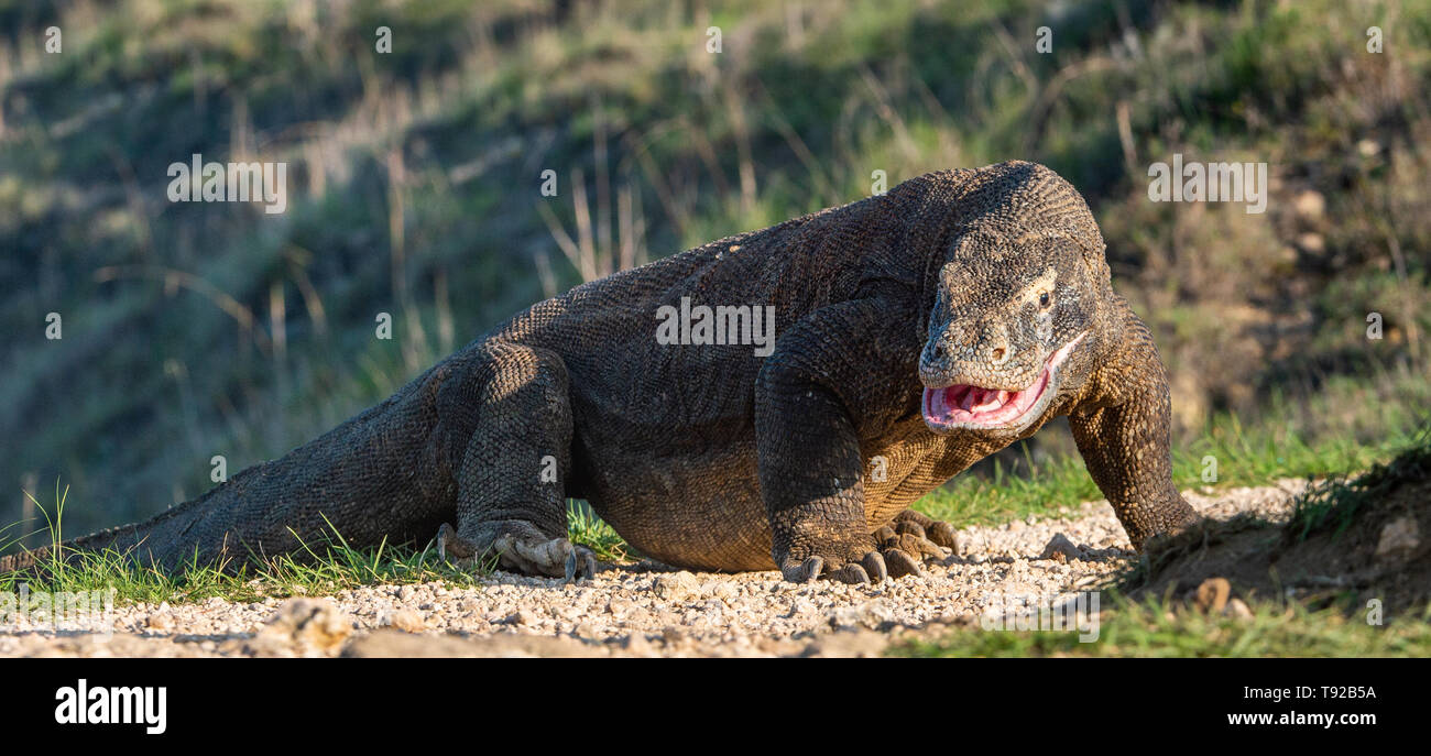 Komodo Dragon Habitat Diorama