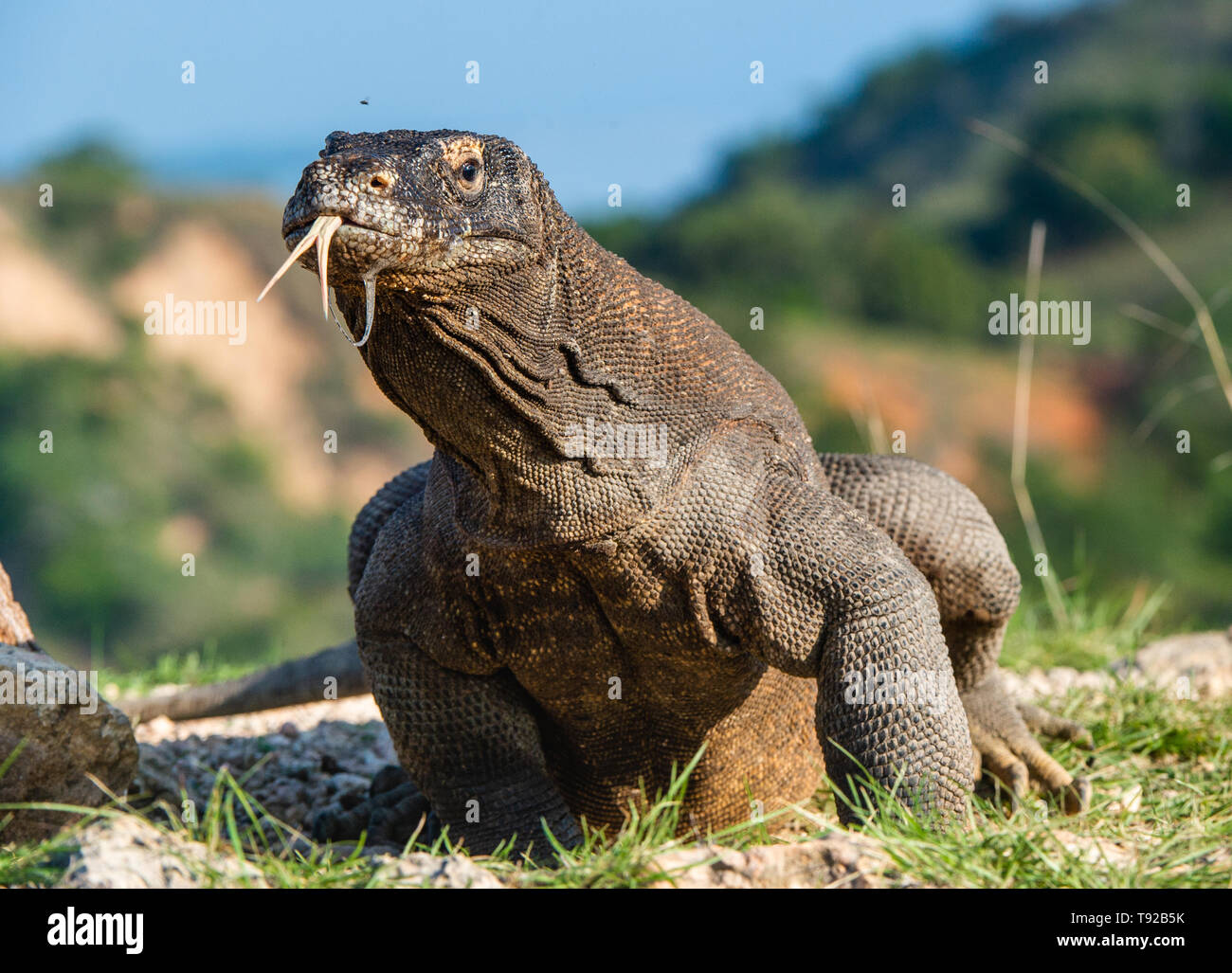 Komodo Dragon Habitat Diorama