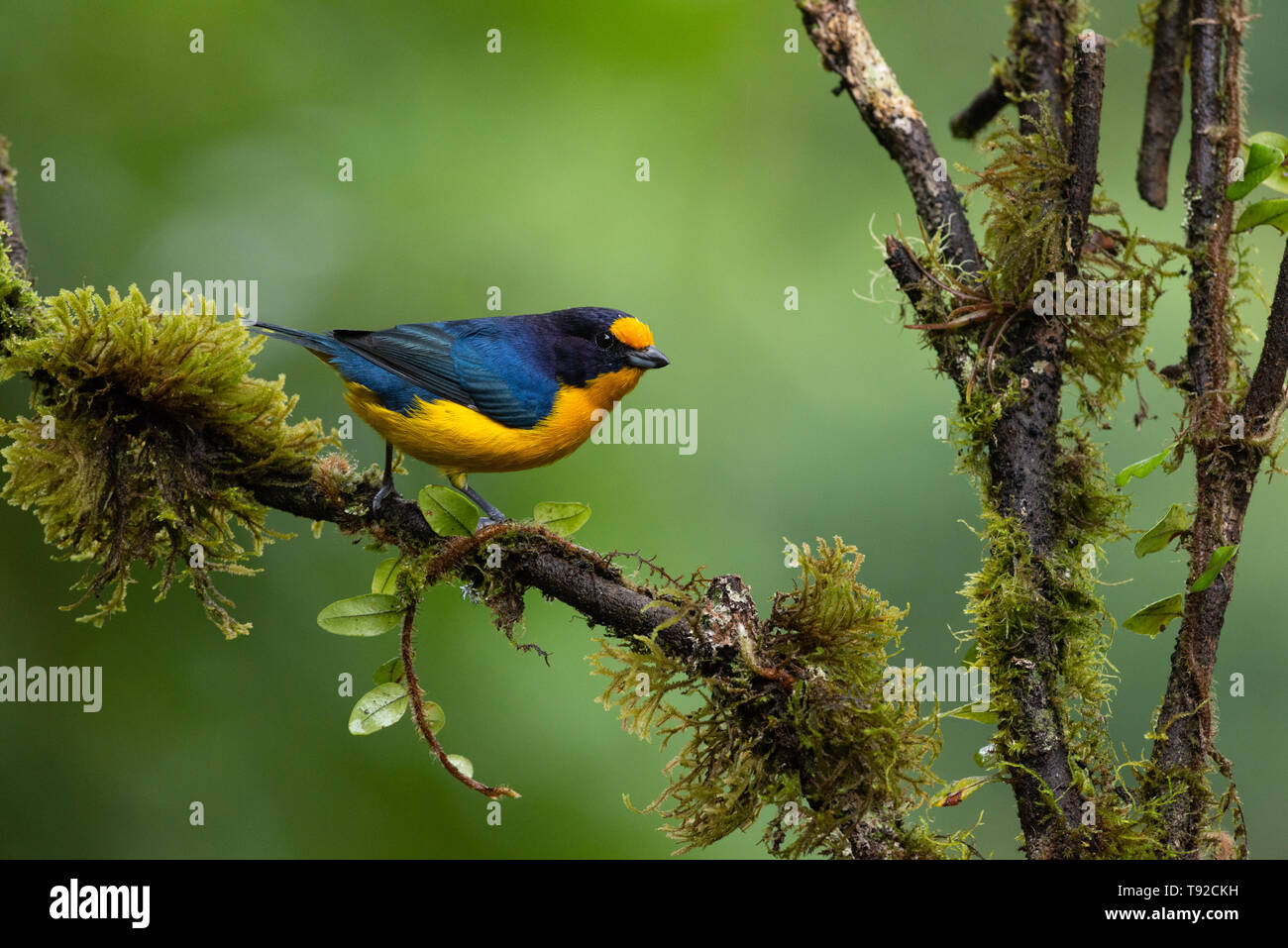 A male Violaceous Euphonia (Euphonia violacea) from the Atlantic Rainforest of SE Brazil Stock Photo