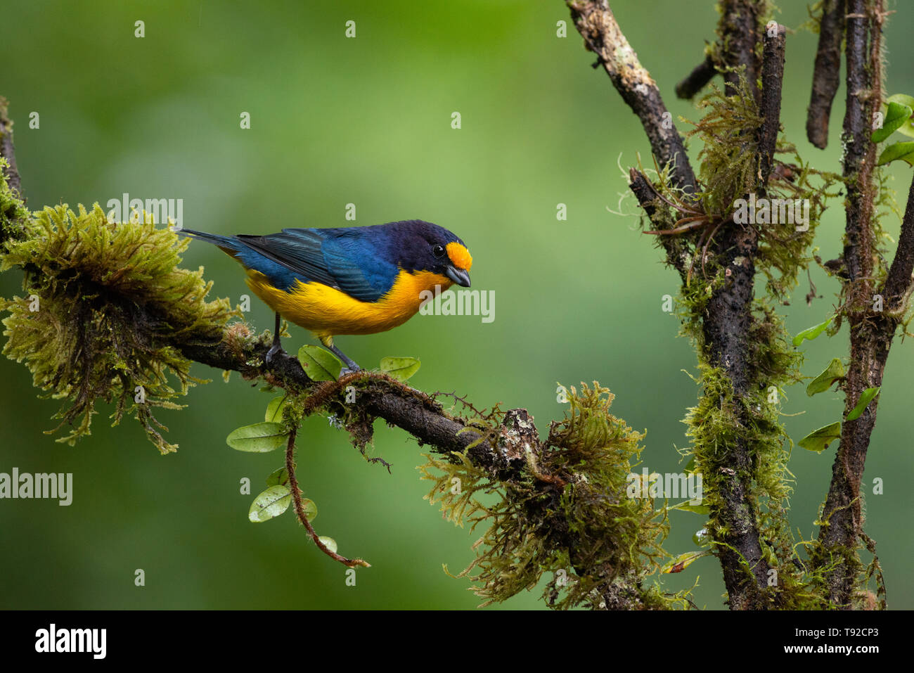 A male Violaceous Euphonia (Euphonia violacea) from the Atlantic Rainforest of SE Brazil Stock Photo