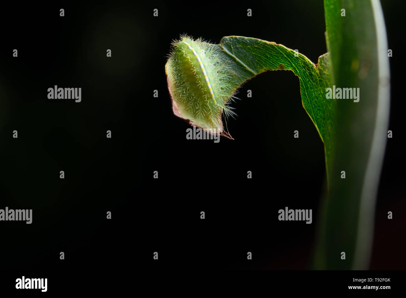 Macro caterpillar on a leaf Stock Photo - Alamy