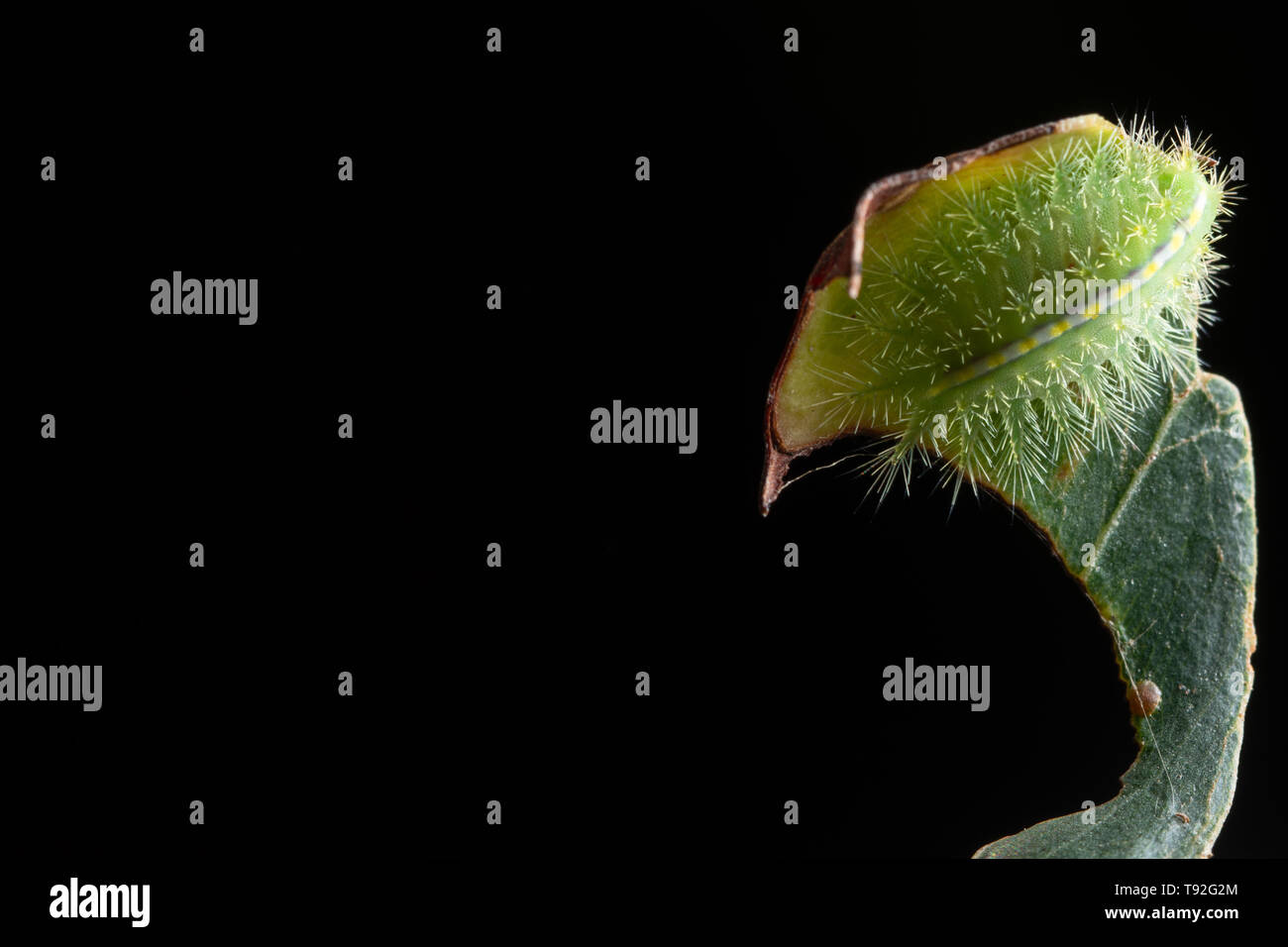 Macro caterpillar on a leaf Stock Photo - Alamy
