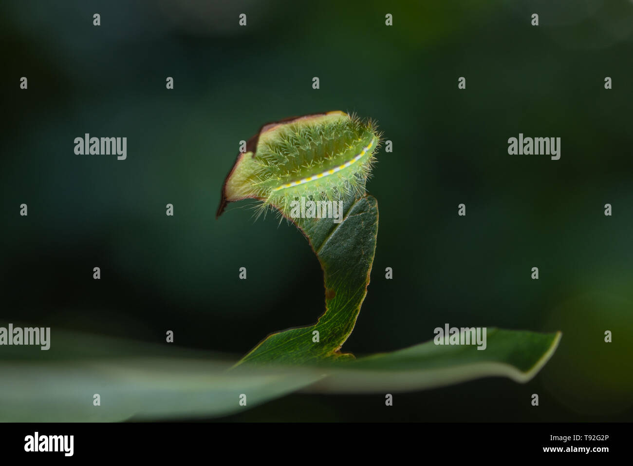 Macro caterpillar on a leaf Stock Photo - Alamy