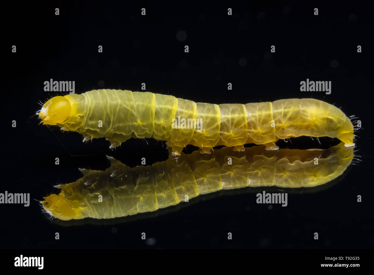 Green worm macro black background Stock Photo - Alamy