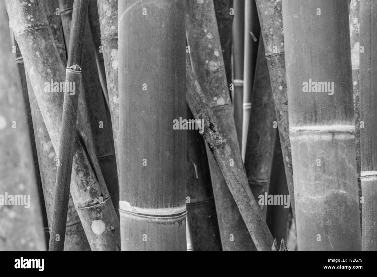 Multiple stocks of Bamboo, isolated and close up Stock Photo - Alamy