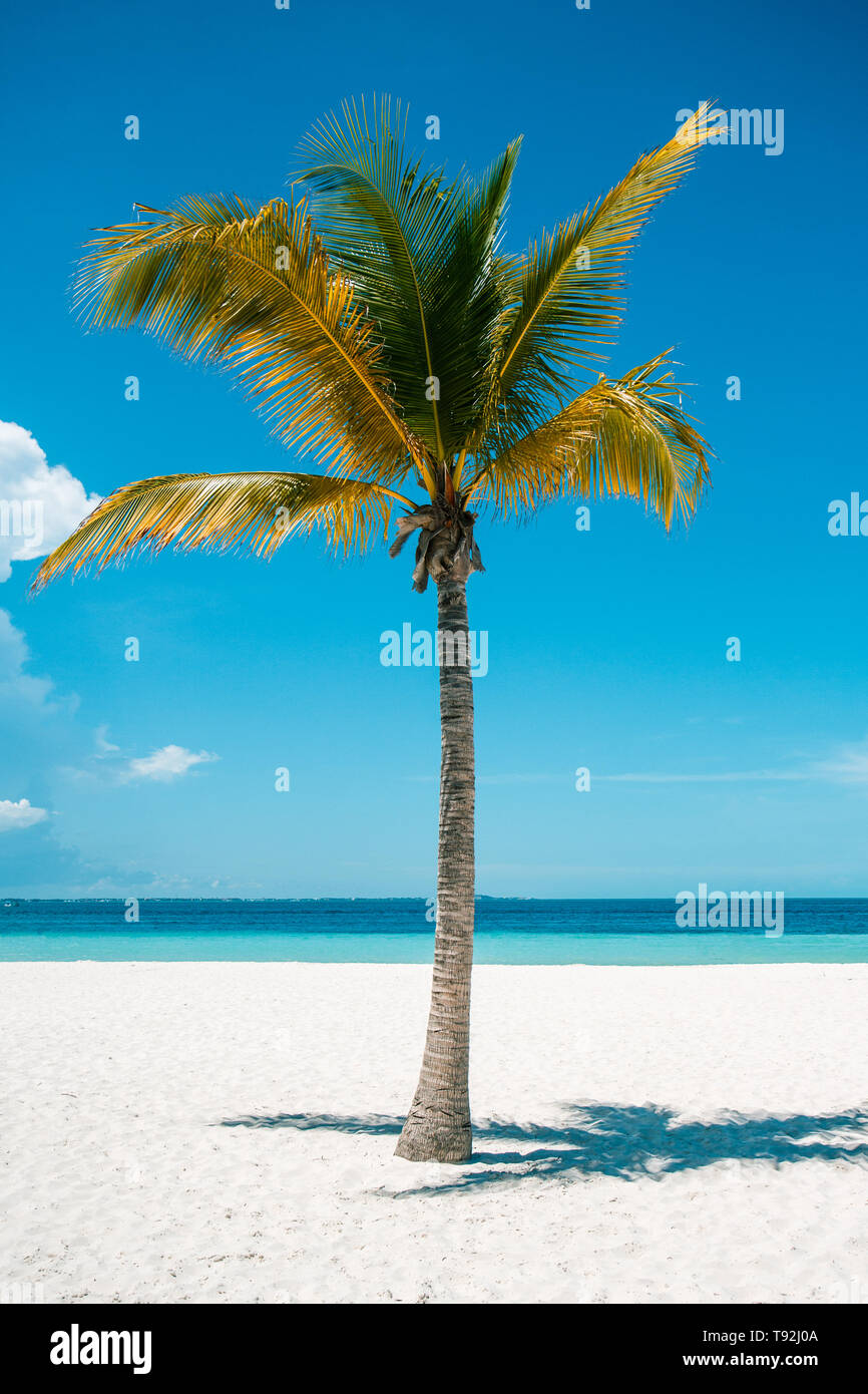 Palm trees on a white sand beach in Cancun, Mexico Stock Photo Alamy