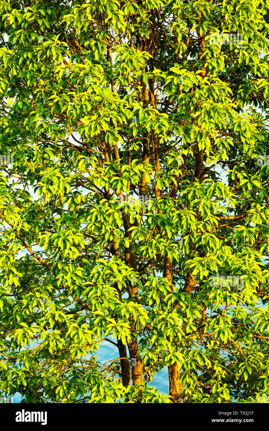 A Tree filled with lgreen leaves. in lakeside Pokhara Nepal Stock Photo