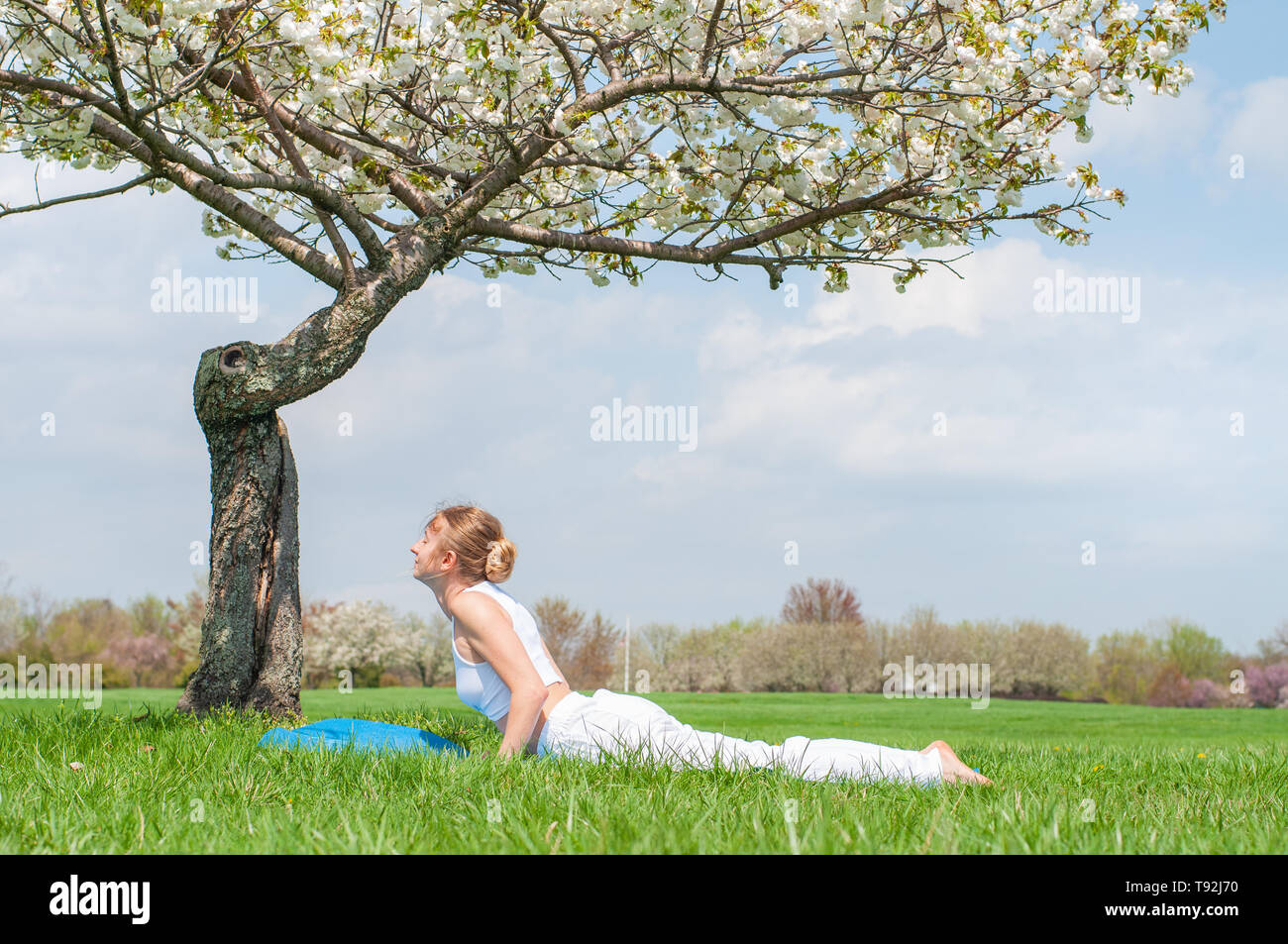 Young woman is practicing yoga, doing Cobra exercise, Bhujangasana pose ...
