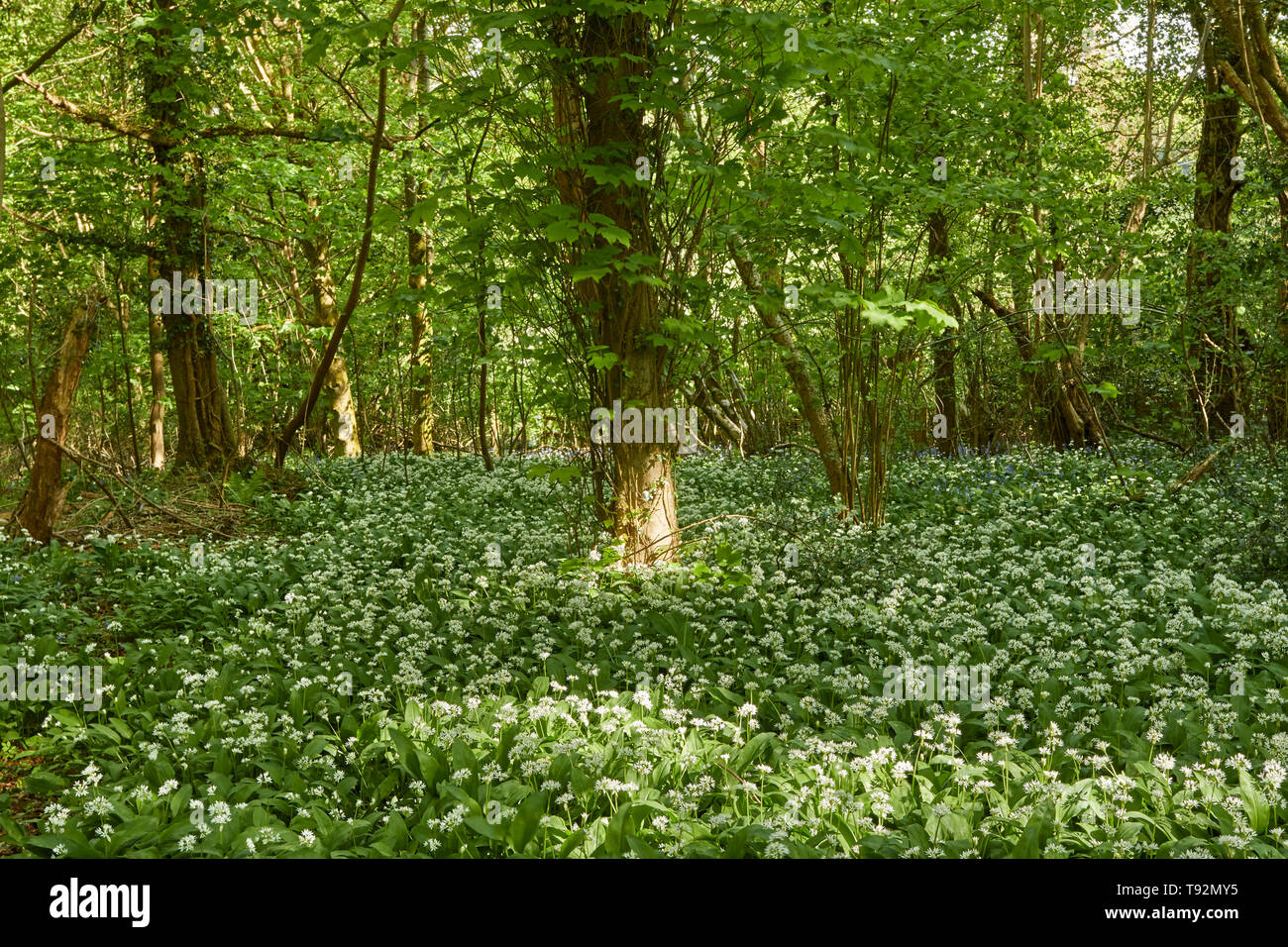 Wild garlic, ransoms in a spring woodland landscape, England, United Kingdom, Europe Stock Photo
