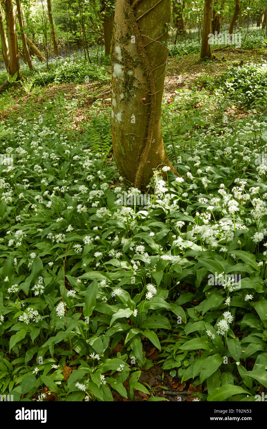 Wild garlic, ransoms in a spring woodland landscape, England, United Kingdom, Europe Stock Photo