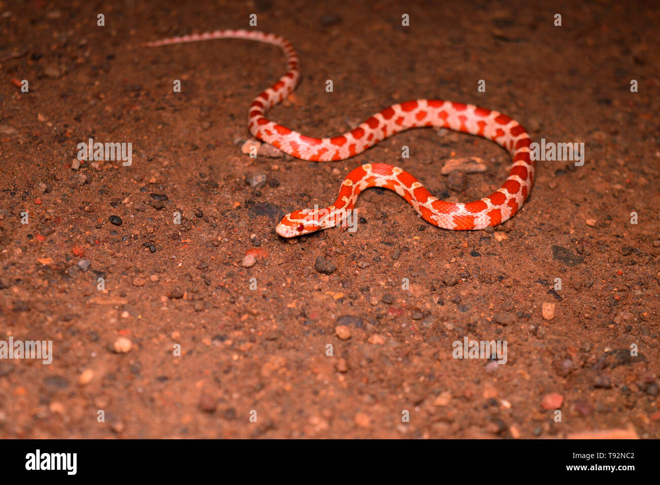 Corn snake, Pantherophis guttatus, Satara, Maharashtra, India. Stock Photo