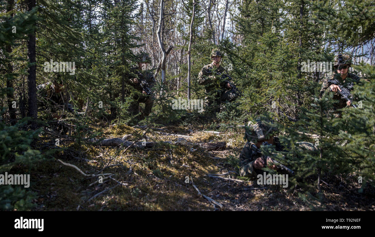 U.S. Marines with 2nd Battalion, 7th Marine Regiment, Special Purpose Marine Air Ground Task Force 7, practice concealment using  local vegetation prior to exercise Northern Edge (NE), May 11, 2019, at Fort Greely, Alaska. Approximately 10,000 U.S. military personnel will participate in exercise NE 2019, a joint training exercise hosted by U.S. Pacific Air Forces that prepares joint forces to respond to crises in the Indo-Pacific region. (U.S. Marine Corps Photo by Cpl. Rhita Daniel) Stock Photo