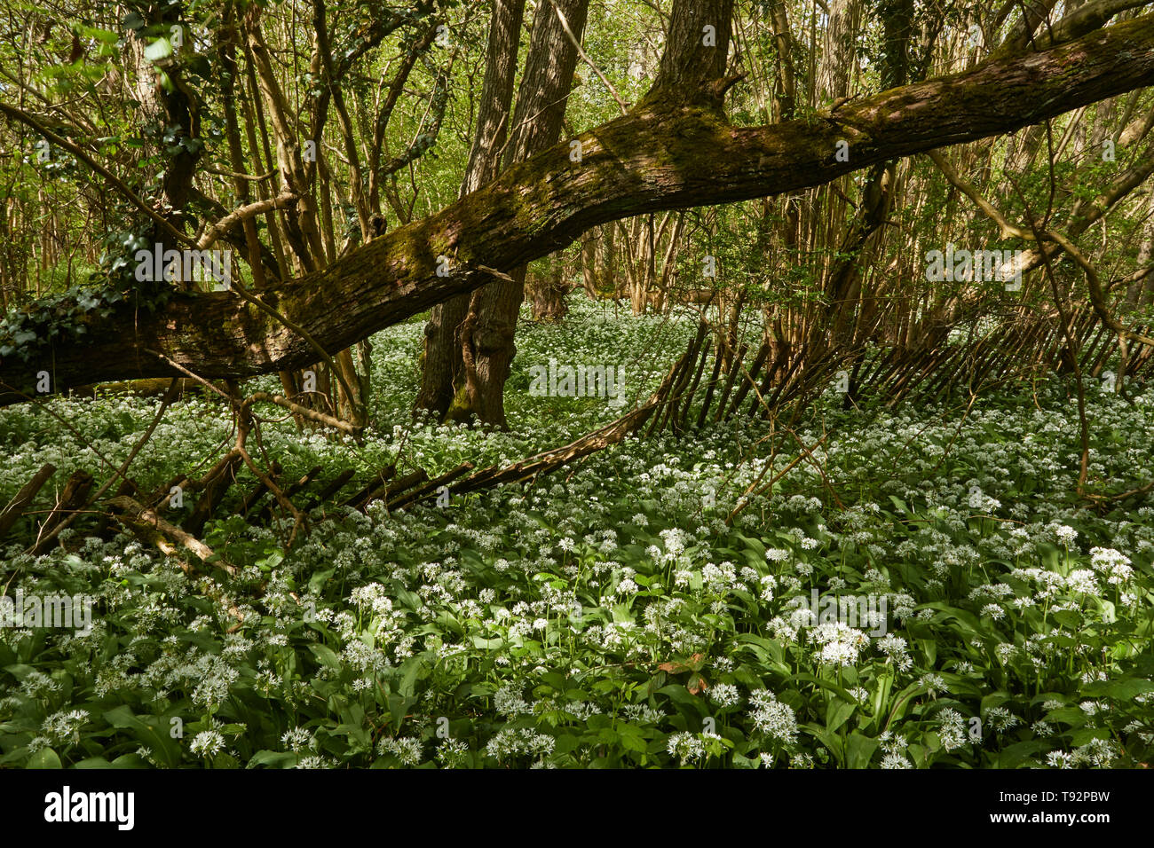 Wild Ransom's Wilderness wood sussex hi-res stock photography and images - Alamy