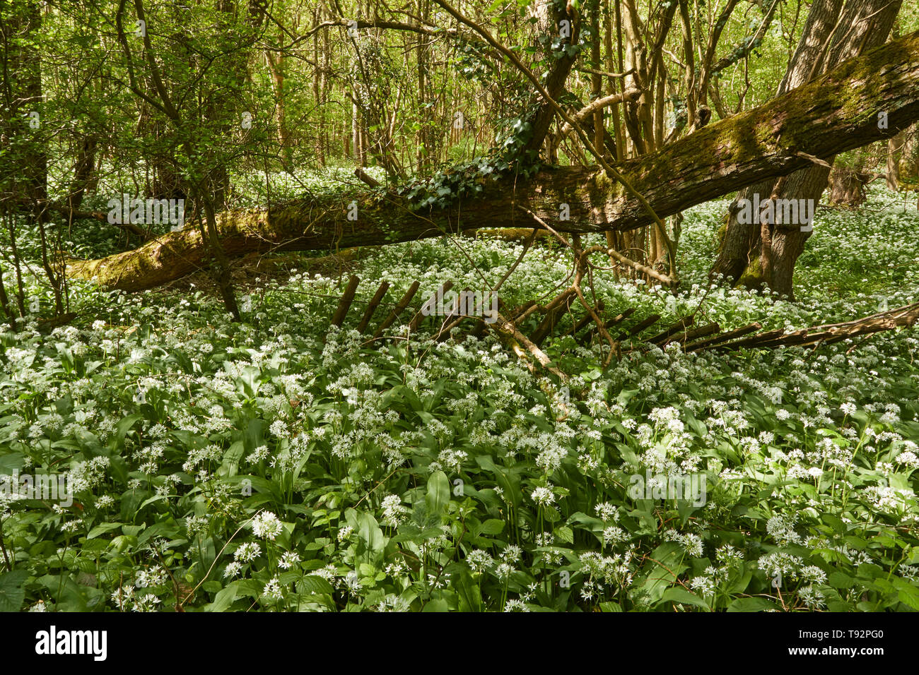 Wild Ransom's Wilderness wood sussex hi-res stock photography and images - Alamy