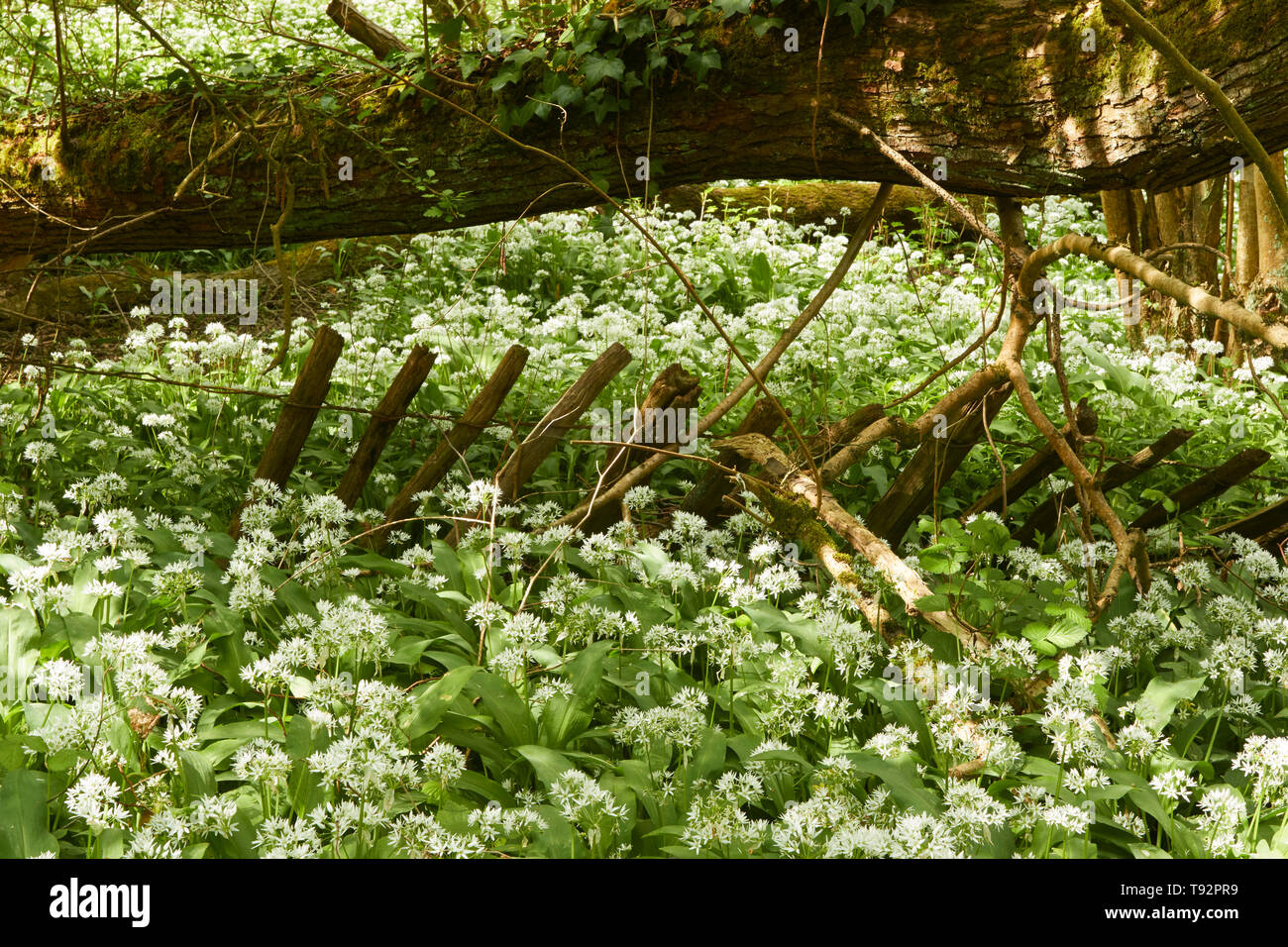Wild Ransom's Wilderness wood sussex hi-res stock photography and images - Alamy