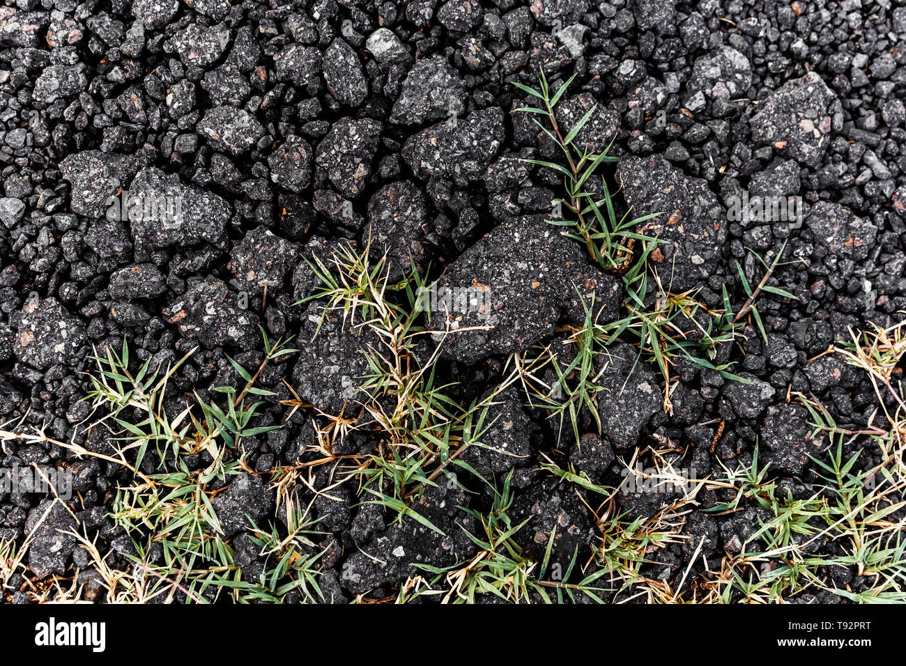 Green grass growing through rough black gravel surface road after rain