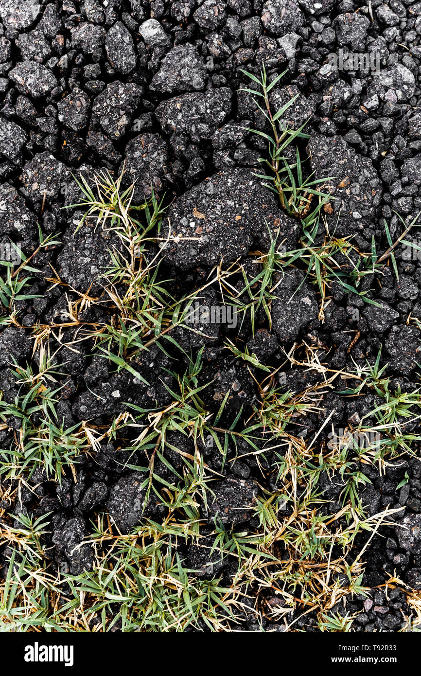 Green grass growing through gravel surface road Stock Photo Alamy