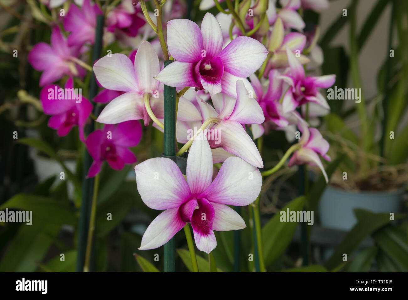 Orchid flower for postcard beauty and agriculture concept design Stock Photo