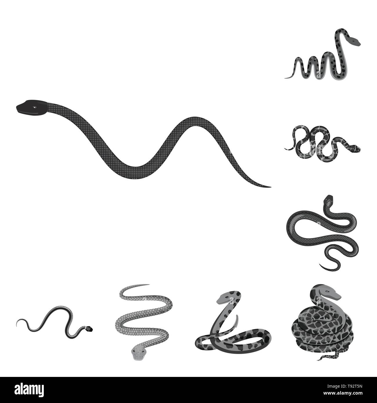 snake,amphibian,animal,tail,python,wild,anaconda,cobra,threat,forest ...