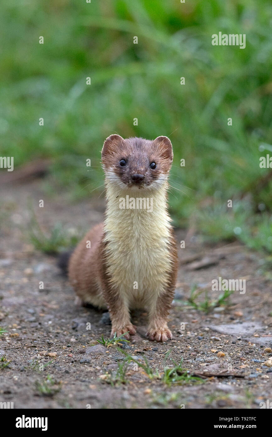 Stoat (Mustela erminea) Stock Photo