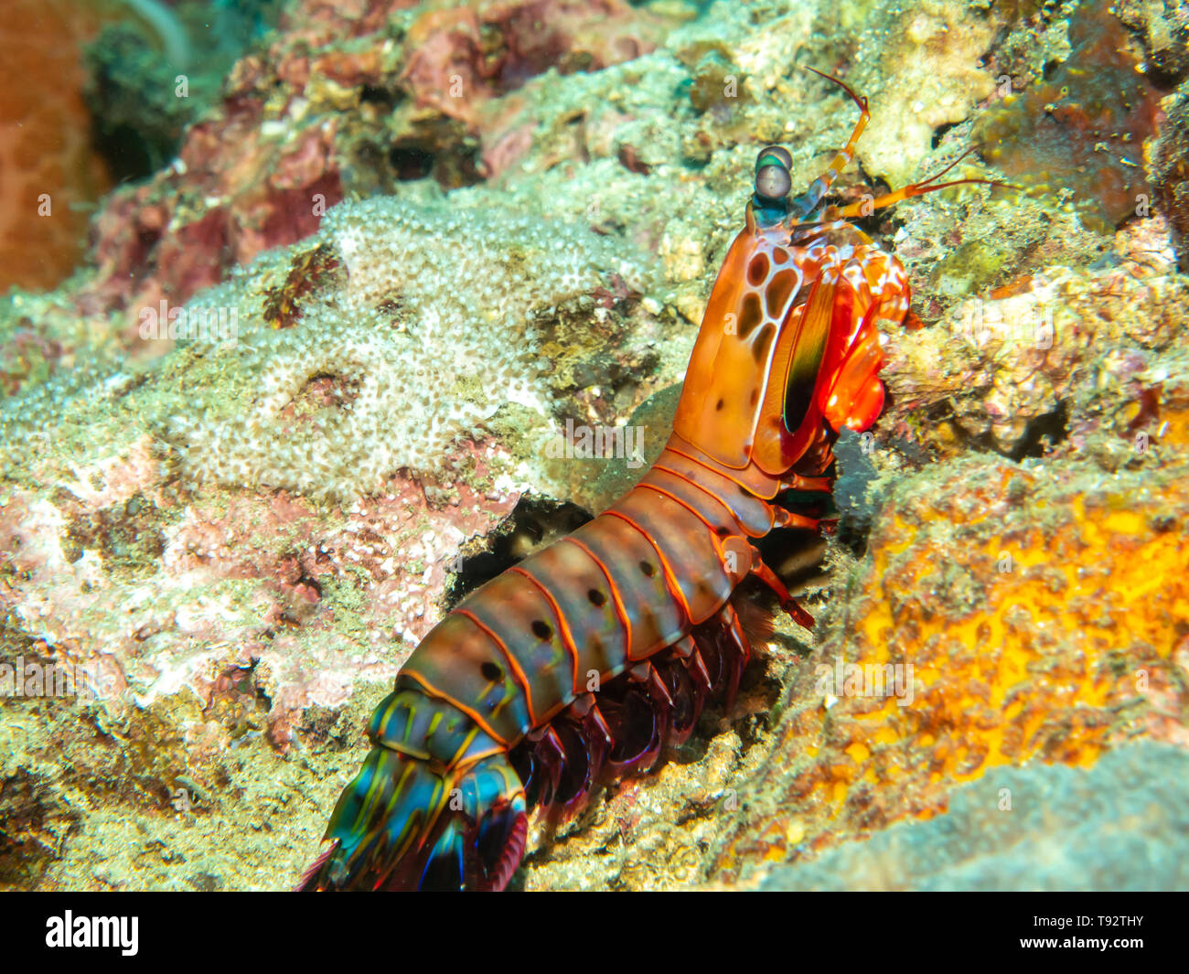 Mantis shrimp on the Coral, Philippines Stock Photo Alamy