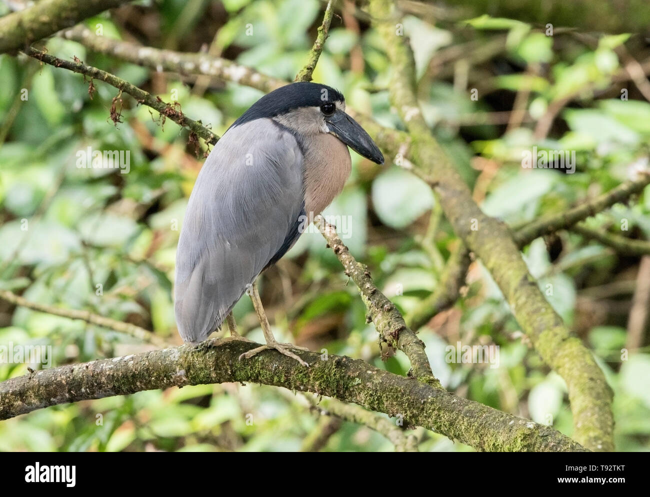 Boat-billed Heron, adult perched in tree, Selva Verde, Costa Rica 27 March 2019 Stock Photo