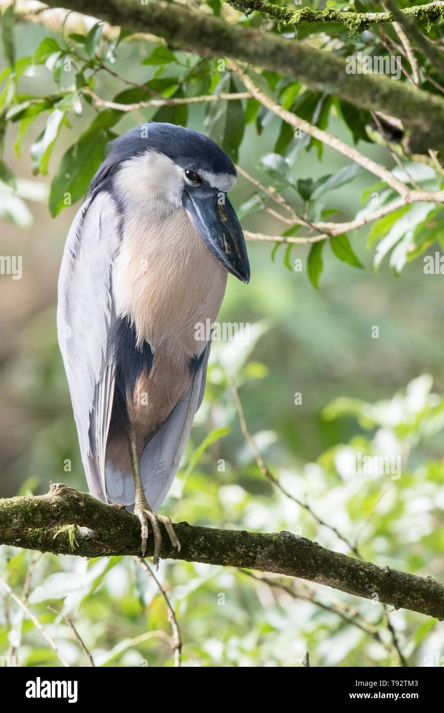 Boat-billed Heron, adult perched in tree, Selva Verde, Costa Rica 27 March 2019 Stock Photo