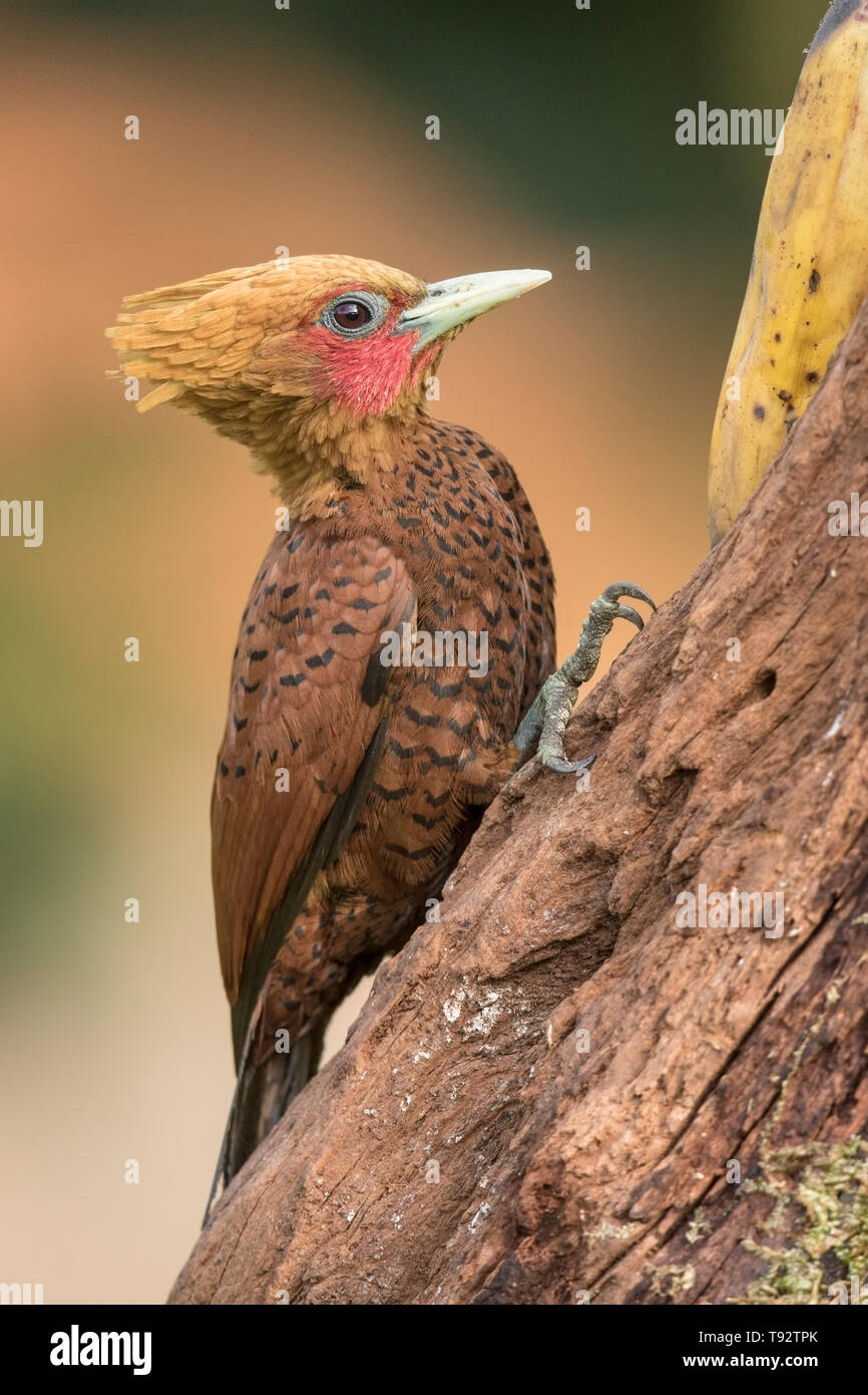 Chestnut-coloured Woodpecker, Laguna de Lagarto, Costa Rica 31 March 2019 Stock Photo