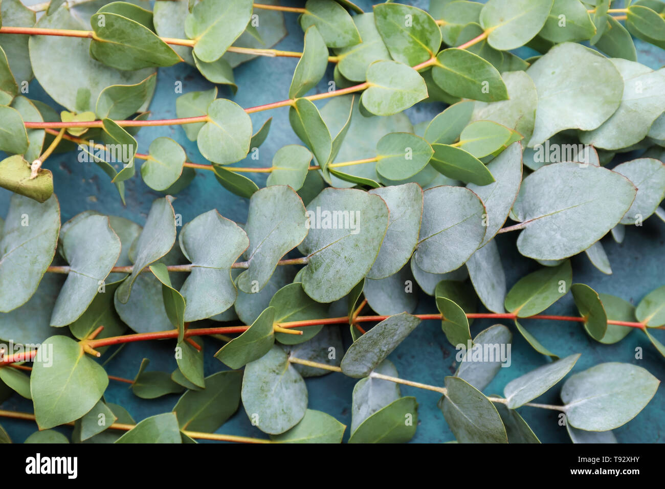 Delicate eucalyptus branches leaves hi-res stock photography and images ...
