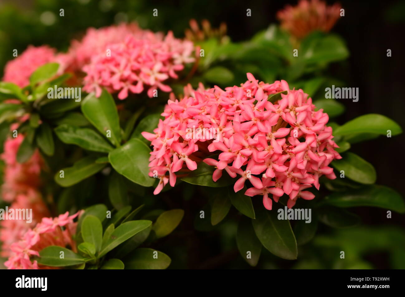 Closeup of pink ixora or spike flowers blooming in garden, selective focus Stock Photo