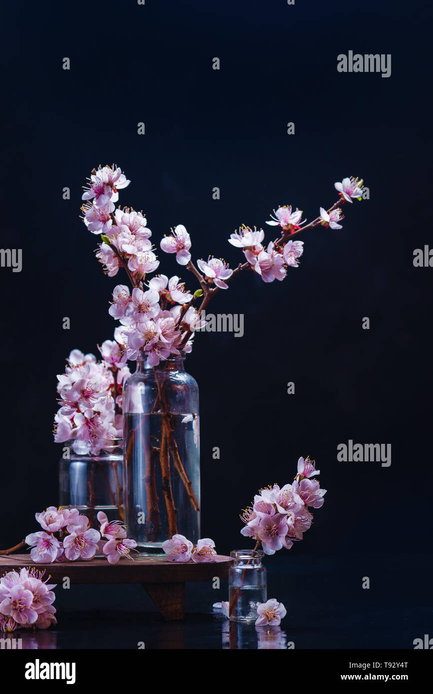 Dark still life with cherry blossom in glass bottles with copy space Stock Photo